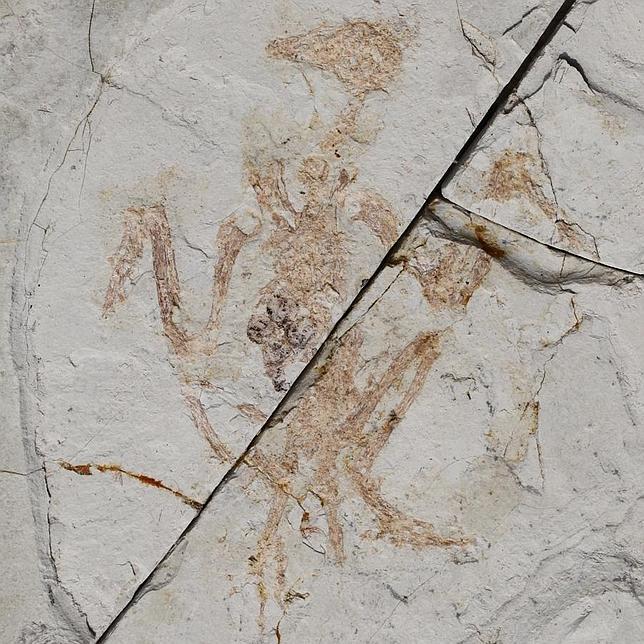 Hallan un ovario útil en aves de hace 120 millones de años