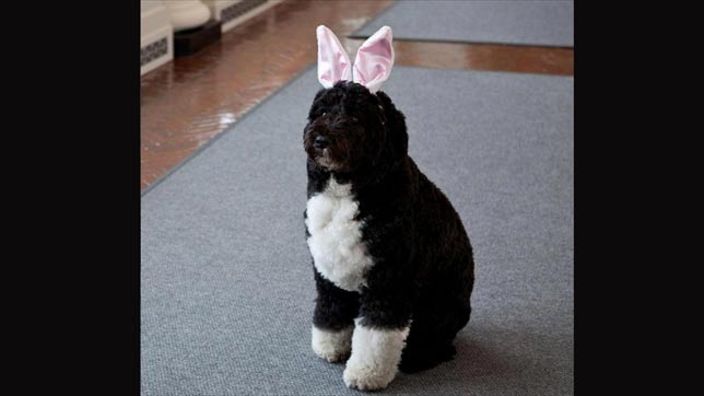 Obama convierte a su perro en un conejito de Pascua para felicitar a sus seguidores