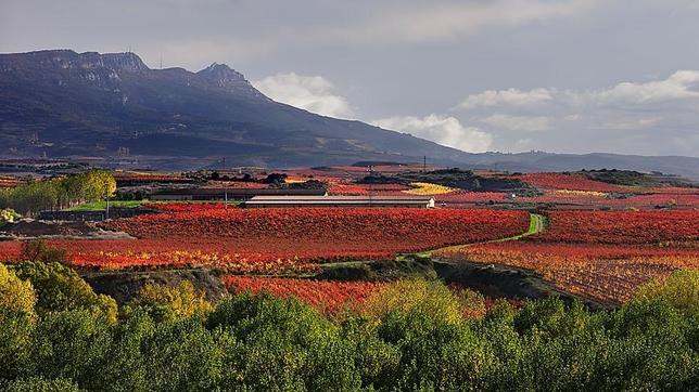 «La Rioja Tierra Abierta»: Vino y cultura, «maridaje» perfecto en Haro