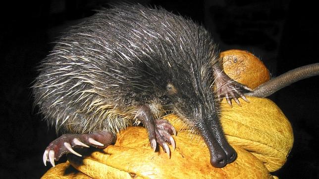 Los atropellos cometidos contra los «vulnerables» desmanes