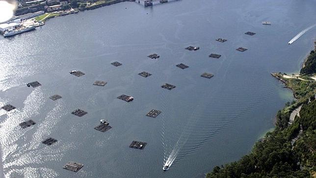 Cuatro de cada cinco bateas de mejillones en Galicia están cerradas por la marea roja