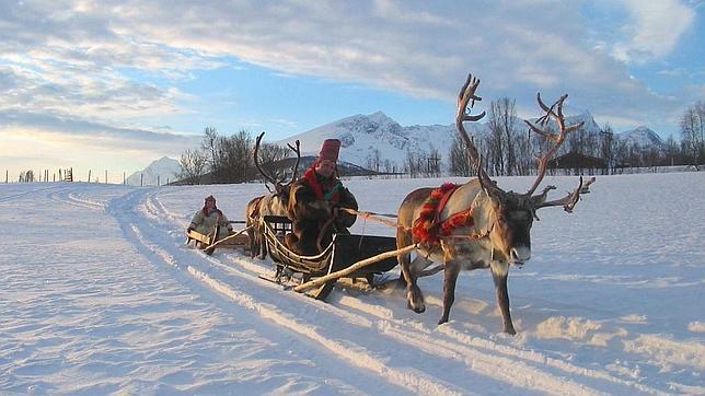 La cultura sami es inseparable del reno