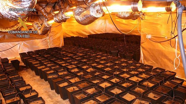 Tenía 856 macetas con marihuana en el sótano de su casa
