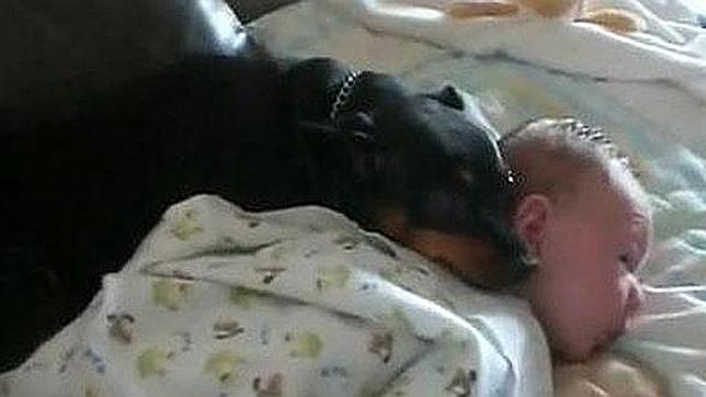 Un perro no quiere que despierten a su «colega» bebé y se lo hace saber a la madre