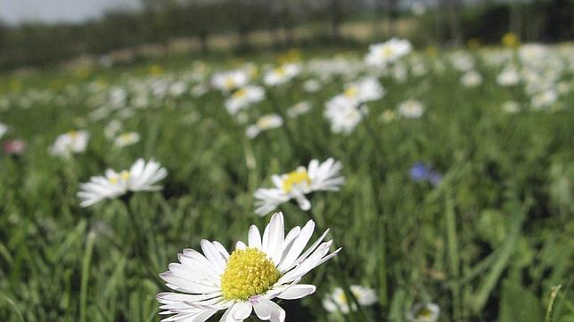 La primavera promete llegar a Galicia este fin de semana
