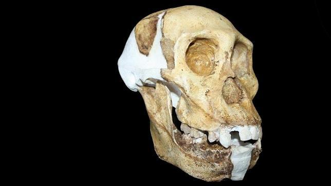 Australophitecus sediba: ¿El eslabón perdido?