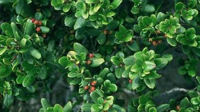 Oceana se incorpora al Patronato del Parque Nacional de Cabrera