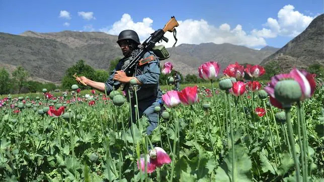 La OTAN pierde la guerra del opio en Afganistán
