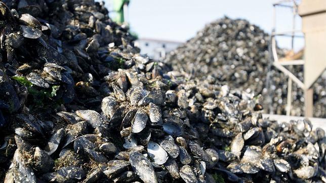 El mejillón gallego que causó intoxicaciones «era apto para el consumo»