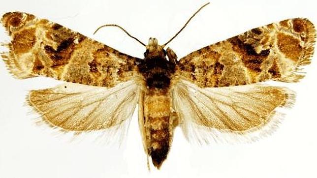 El sexo, un imposible para las polillas