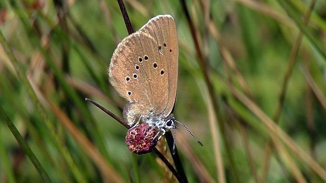 Palencia propone crear ocho microrreservas de mariposas en la provincia