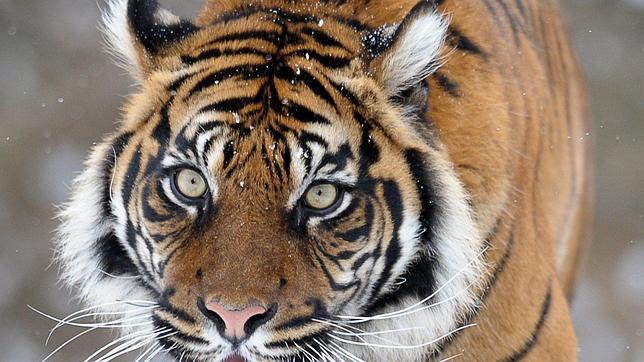 La «epidémica» tala ilegal que devasta los bosques de Rusia