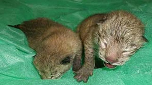 Hallan muerto a un cachorro de lince ibérico en Almonte