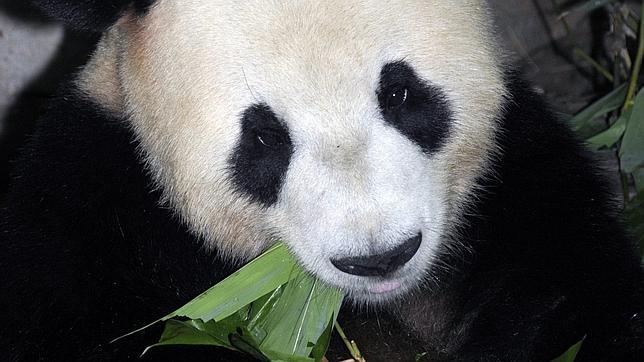 Los gemelos panda nacidos en Madrid regresan a China el 16 de mayo