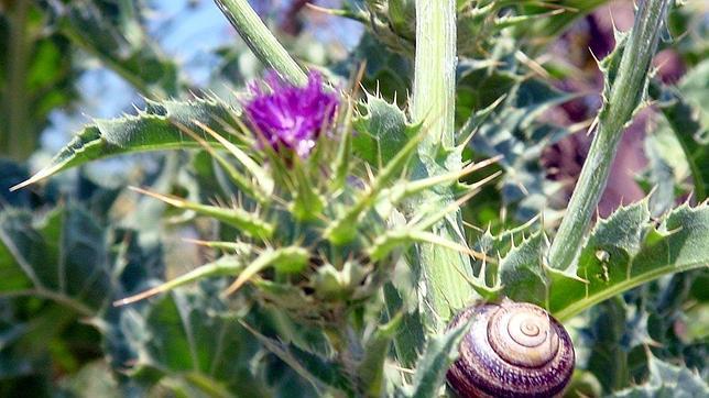La «caza furtiva» del caracol llega a las Cortes Valencianas