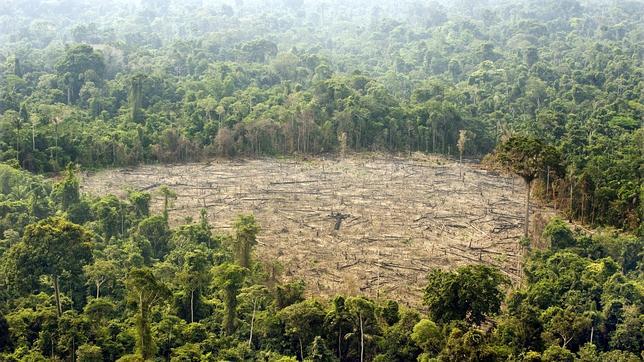 La deforestación de la selva amazónica de Brasil cae menos que el año pasado