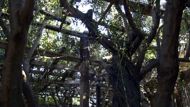 El TC declara nula la caza con «parany»