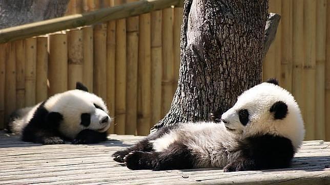 Los pandas gigantes del Zoo de Madrid ya viajan rumbo a China