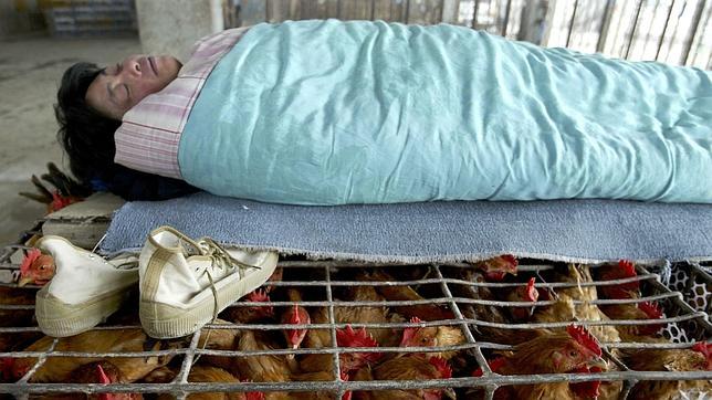 La nueva gripe aviar se transmite por contacto directo e infecta al cerebro