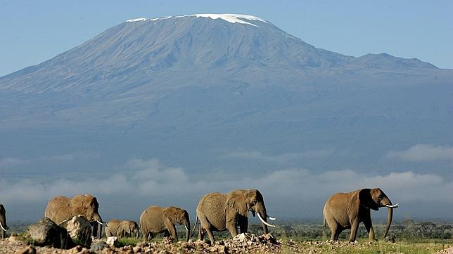 Lanzan una campaña para acabar con los elefantes mendicantes en Tailandia