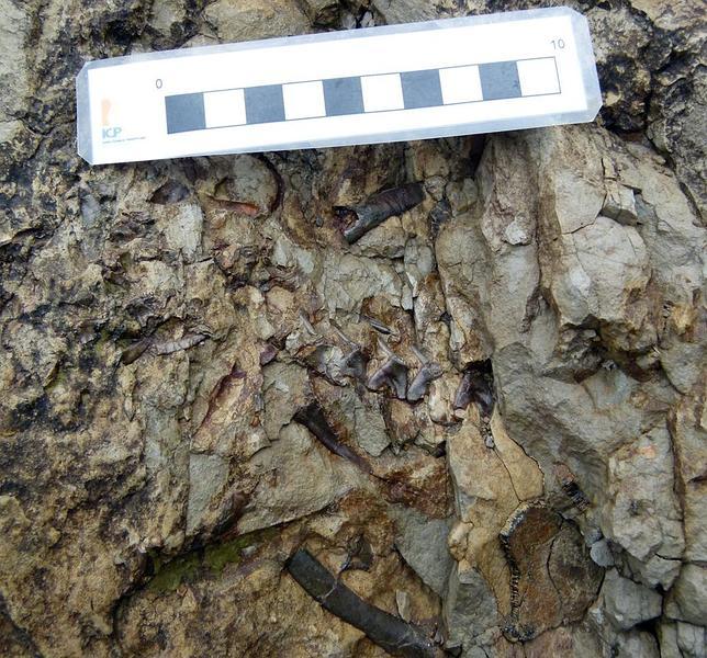 Desentierran un misterioso esqueleto en el Alto Urgel