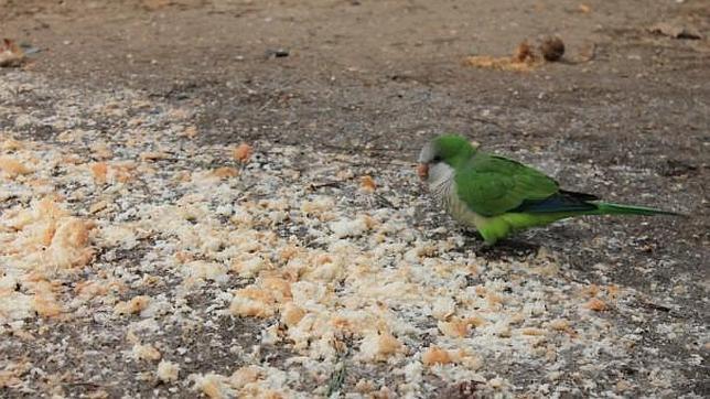 Una cotorra se alimenta de migas de pan