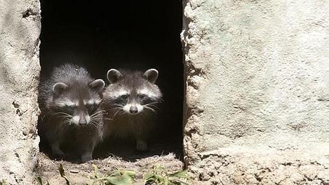 Las ocho especies invasoras de Madrid