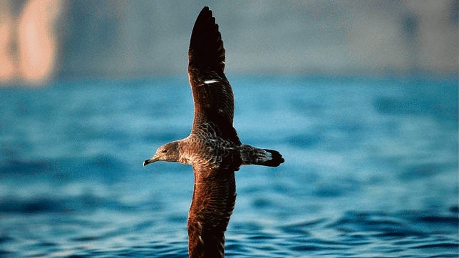 Cómo reducir las capturas accidentales de aves marinas en el Mediterráneo