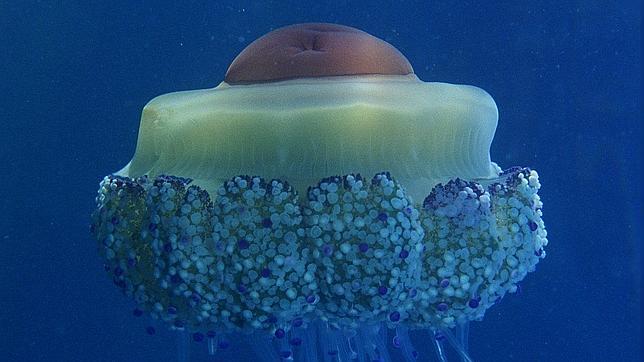 Medusas: esas deliciosas desconocidas