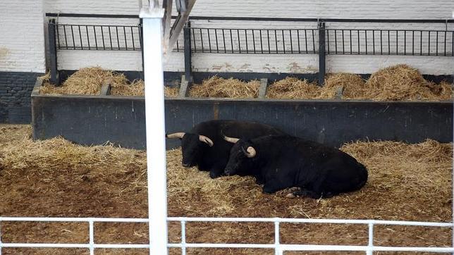 Los aficionados pueden disfrutar del «apartado» a las doce del mediodía