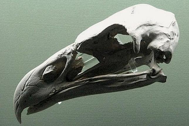 El águila devoradora de hombres fue real