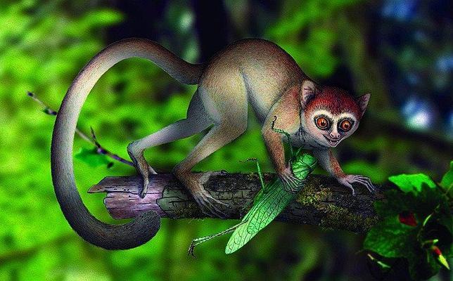 Encuentran al «padre» de todos los primates, incluido el hombre