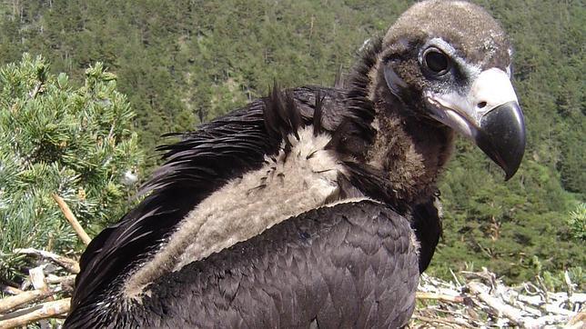 Los ecologistas se oponen a la navegación dentro de Monfragüe