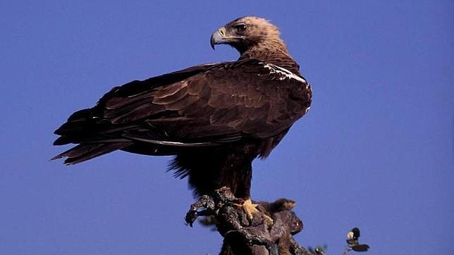 El águila imperial es un ave que solo se encuentra en la Península Ibérica