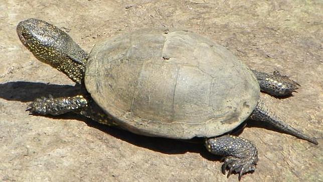 En la Comunidad su presencia se limita a la zona oeste