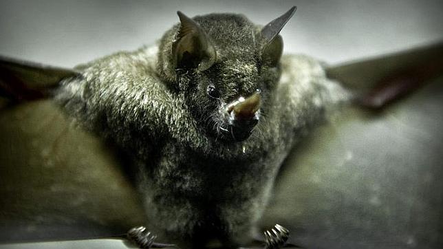 En la Comunidad se pueden observar hasta 25 especies de murciélagos y ocho están amenazadas