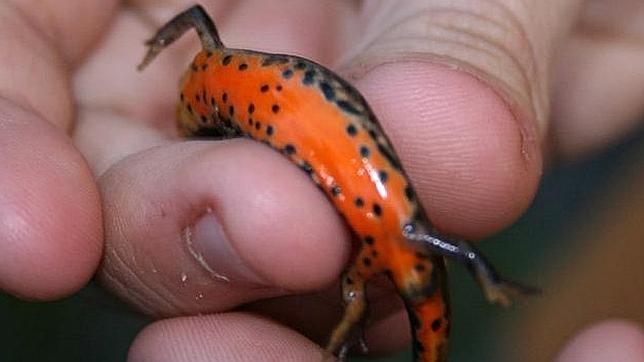 Las especies no autóctonas como el cangrejo o el visón americano son una amenaza para el tritón ibérico