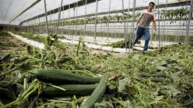 El campo de Almería, bajo el yugo de los robos