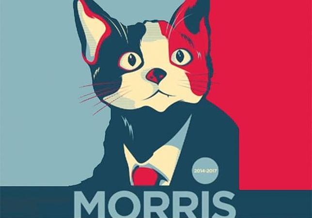 Morris, el gato que quiere ser alcalde en México