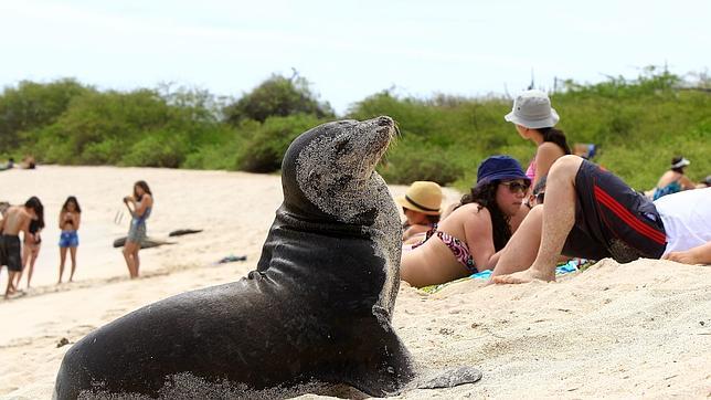 Instalan plataformas flotantes para evitar el maltrato a los lobos marinos de Galápagos
