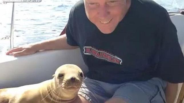 El león marino que durmió una siesta en las piernas de un marinero
