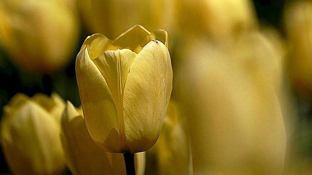 Tulipanes, la primera burbuja especulativa de la Historia