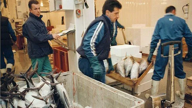 Mercadona ofrece desde este lunes pescado fresco de lonja en Valencia y Castellón