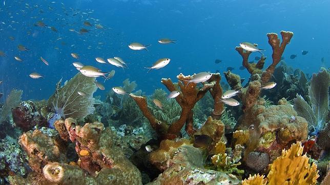 La Gran Barrera de Coral no entrará en la lista de Patrimonio de la Humanidad Amenazado