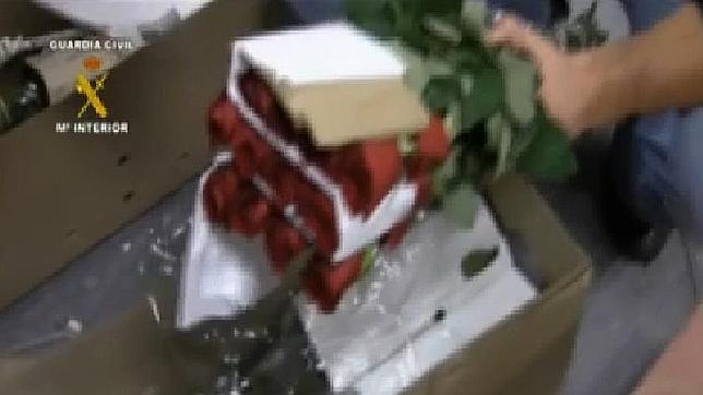 Las rosas procedentes de Colombia ocultaban cocaína