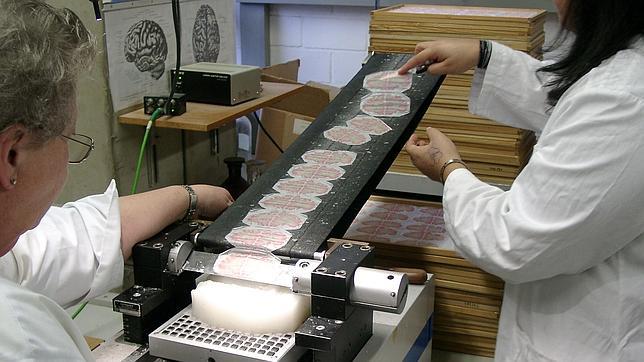 Crean un atlas del cerebro en 3D cincuenta veces más detallado que los actuales