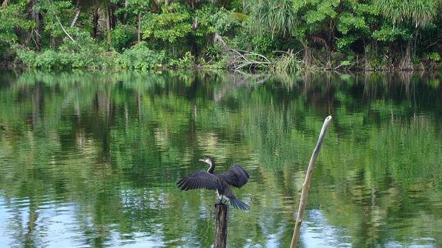 La Unesco incluye Rennell Oriental en la lista de Patrimonio de la Humanidad en peligro