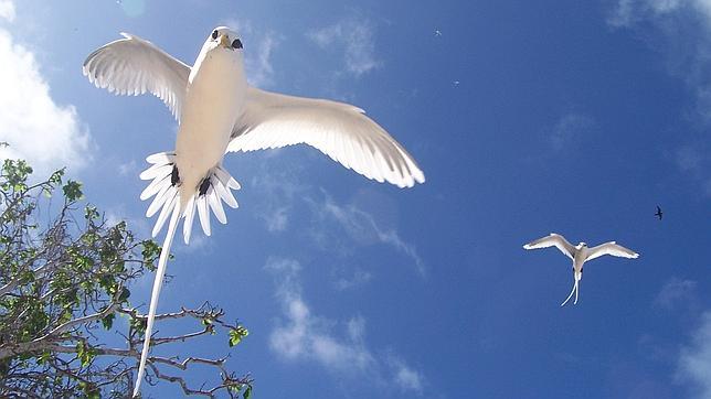 La deforestación se acelera a un ritmo de «un campo de fútbol cada cuatro segundos»