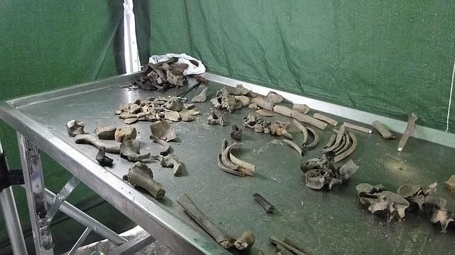 La perito que se equivocó con los huesos, felicitada por el caso «Tigres de Arkan»