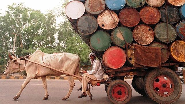 India: adoradores de la vaca y principales exportadores de carne de bovino
